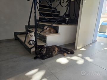 Maschio Maine Coon linea Russa