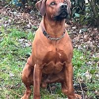 Rhodesian Ridgeback