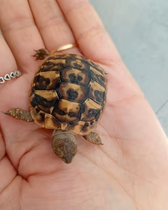 Tartaruga