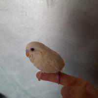 Cocorita albina molto docile