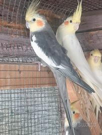 Calopsiti occasioni per allevatori