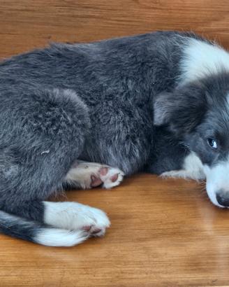 Tim cucciolo border collie
