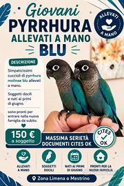 Pyrrhura Molinae allevati a mano
