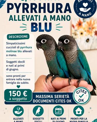 Pyrrhura Molinae allevati a mano