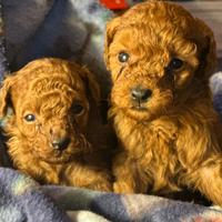 Cuccioli barboni toy