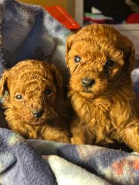 Cuccioli barboni toy