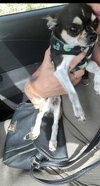Chihuahua toy per la monta