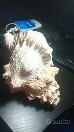 Conchiglia