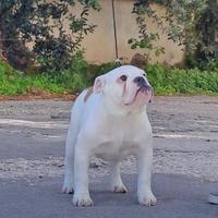 Cuccioli Bulldog inglese