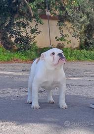 Cuccioli Bulldog inglese