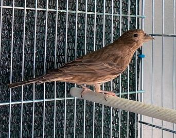 Carpodaco ( Ciuffolotto Messicano )