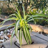 Pianta ragno Chlorophytum