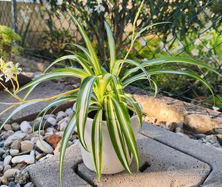 Pianta ragno Chlorophytum