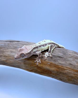 Geco Ciliatus - Frappuccino