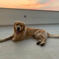 Golden per accoppiamento