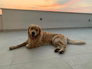 Golden per accoppiamento