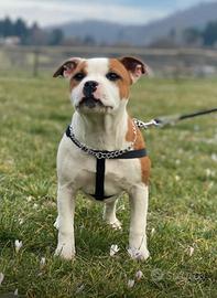 Staffordshire Bull terrier