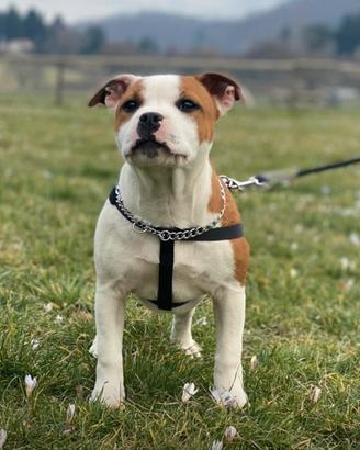 Staffordshire Bull terrier