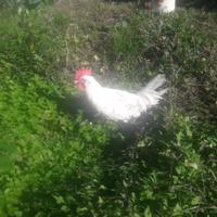 Gallo livornese uova bianche