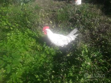 Gallo livornese uova bianche