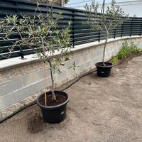 Due albero di ulivo