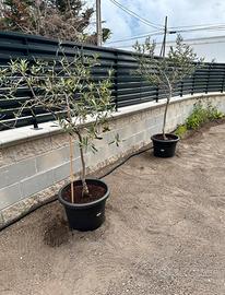 Due albero di ulivo