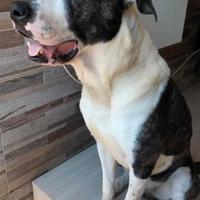 Cane adozione