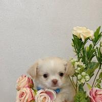 Chihuahua con Pedigree enci