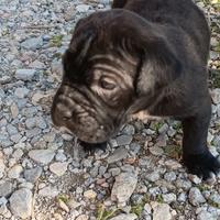 Cane corso