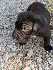 Cane corso