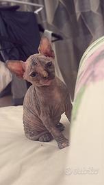 Sphynx