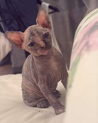 Sphynx