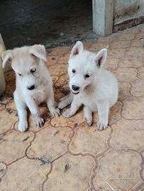 3 cuccioli simil Husky Siberian
