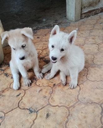 3 cuccioli simil Husky Siberian
