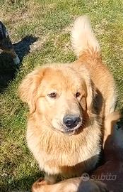 Cuccioli Golden retriever americani