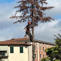 potature e abbattimenti tree climbing 