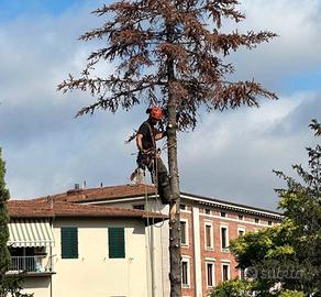 potature e abbattimenti tree climbing 