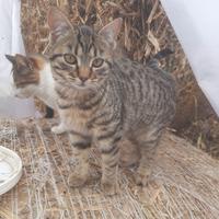 Gattini per amanti animali