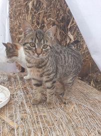 Gattini per amanti animali