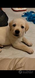 Labrador maschietti miele con pedigree