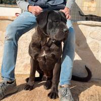 Cucciolo di cane corso femmina