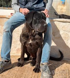 Cucciolo di cane corso femmina