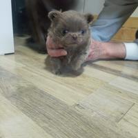 Cucciola chihuahua lilac