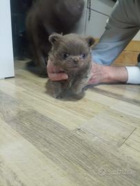 Cucciola chihuahua lilac