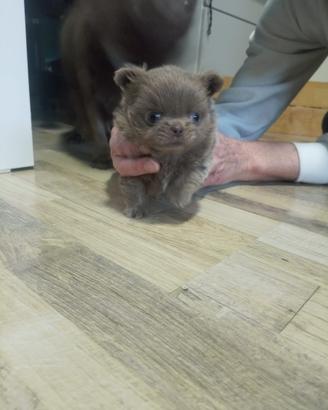 Cucciola chihuahua lilac