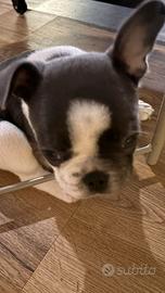 Cucciolo di Bouledogue francese
