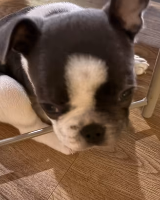 Cucciolo di Bouledogue francese