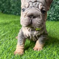 Bulldog Francese fluffy (big rope)