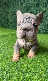 Bulldog Francese fluffy (big rope)