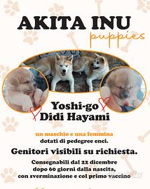 Cuccioli di Akita Inu